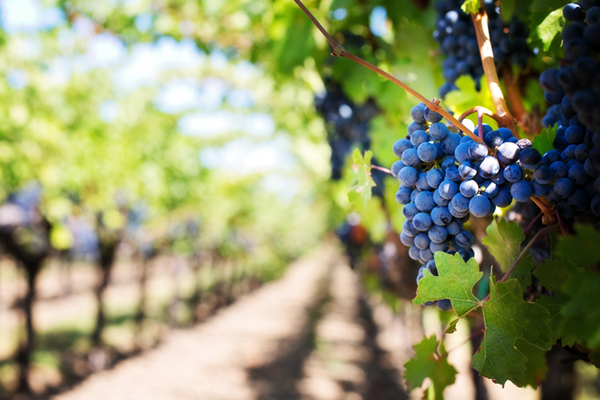 Wine Country